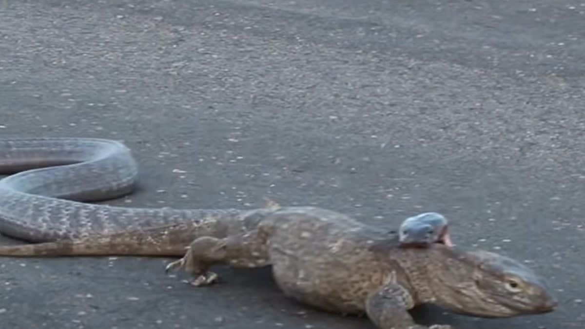 Monitor Lizard Vs King Cobra Can You Guess Who Won The Fight In This