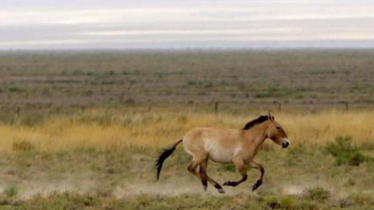 In ‘World’s Emptiest Country’, There Are More Horses Than Humans