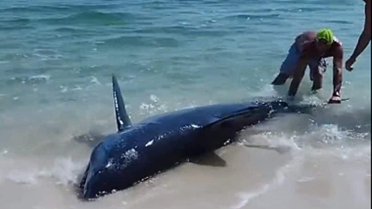 ‘Humanity Still Exists’: Group Of Men Rescue Stranded Shark By Pushing It Back Into The Water – News18