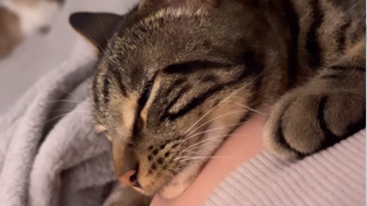 Watch: Cat Lying On Woman's Belly Surprised By Baby Kicks - Vimarsana News