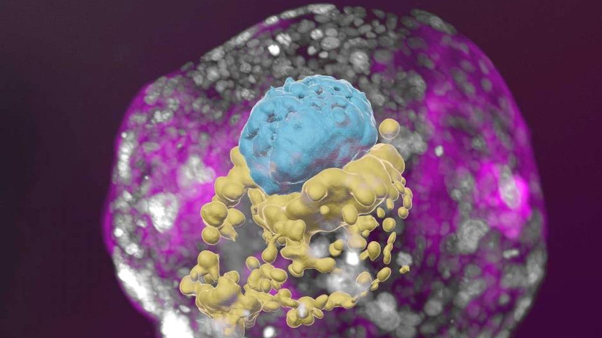 In Groundbreaking Research, Scientists Grow ‘Human Embryo Models’ In Lab