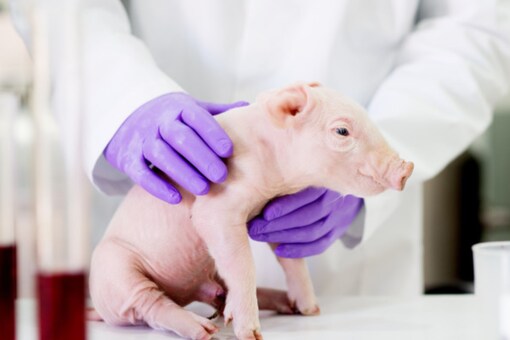Research involving growing kidneys containing human cells in pig embryos raises ethical issues experts have said.. (Credits: AFP)