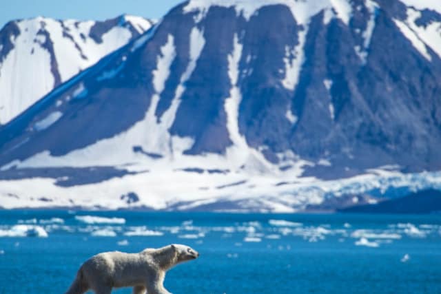 
Study quantifies link between greenhouse gases, polar bear survival.(Credits: AFP)
