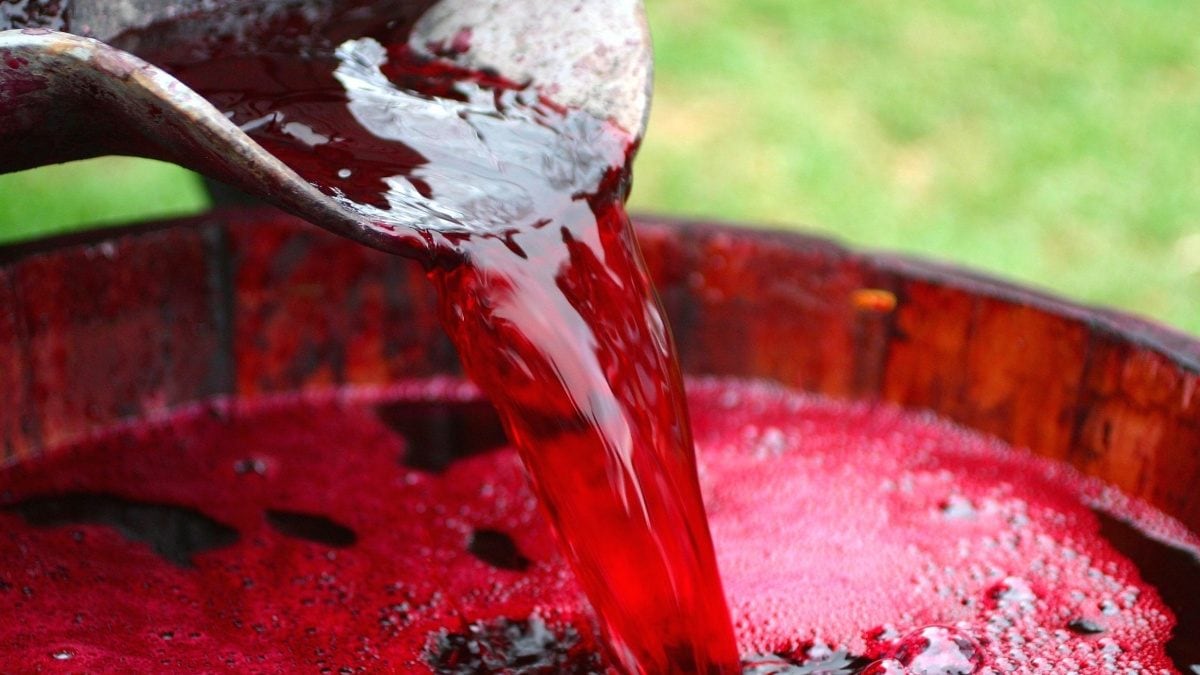 WATCH | 2.2 Million Litres of Wine Gushes through Portugal Town after Winery Mishap - Vimarsana News