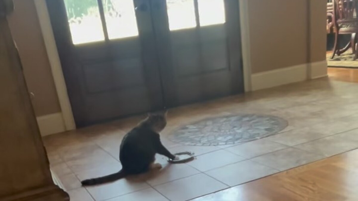 ‘So Dramatic’ Sassy Cat Flips Plate To Signal She's Done Eating News18