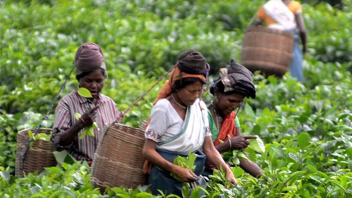 Assam Tea Boards Old English Auction System Irks Planters News18 2212