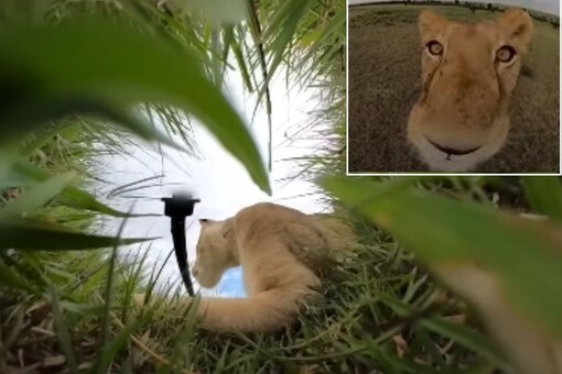 Lion in Kenya Steals GoPro Camera and Gives Never-seen-before POV in Viral Video (Photo Credits: X)