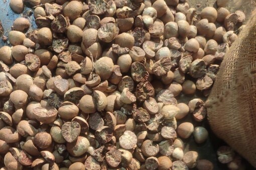The DRI said the seized consignment of areca nuts weighed 371 MT and was valued at an estimated Rs 32.31 crore. (Image: News18)
