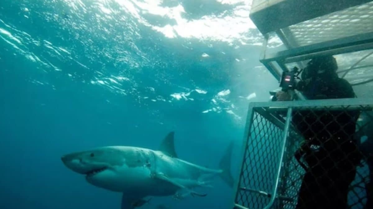 How A Shark Attack Survivor Inspired Steven Spielberg’s Cult Classic