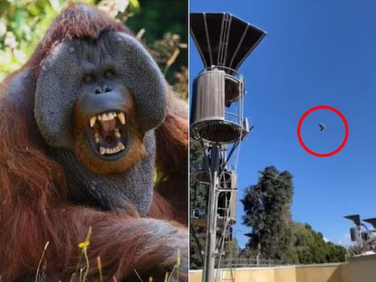 Watch: At Australian Zoo, Orangutan Launches Possum Out Of His Enclosure  Frisbee-style - News18