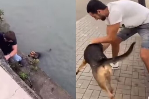 Man Rescuing Dogs Video Of Man Rescuing Dog From Drowning And Its Reaction Is The Cutest ...