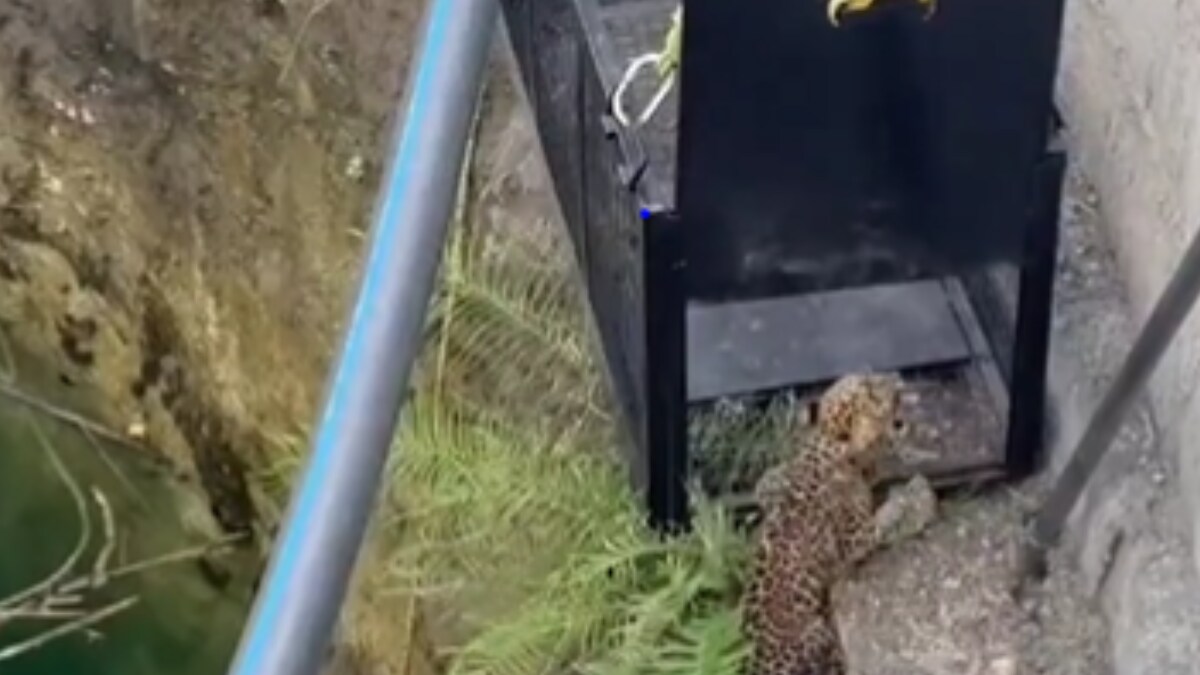 This Video Of Mama Leopard's Reunion With Her Cub Is Pure Love | Viral ...