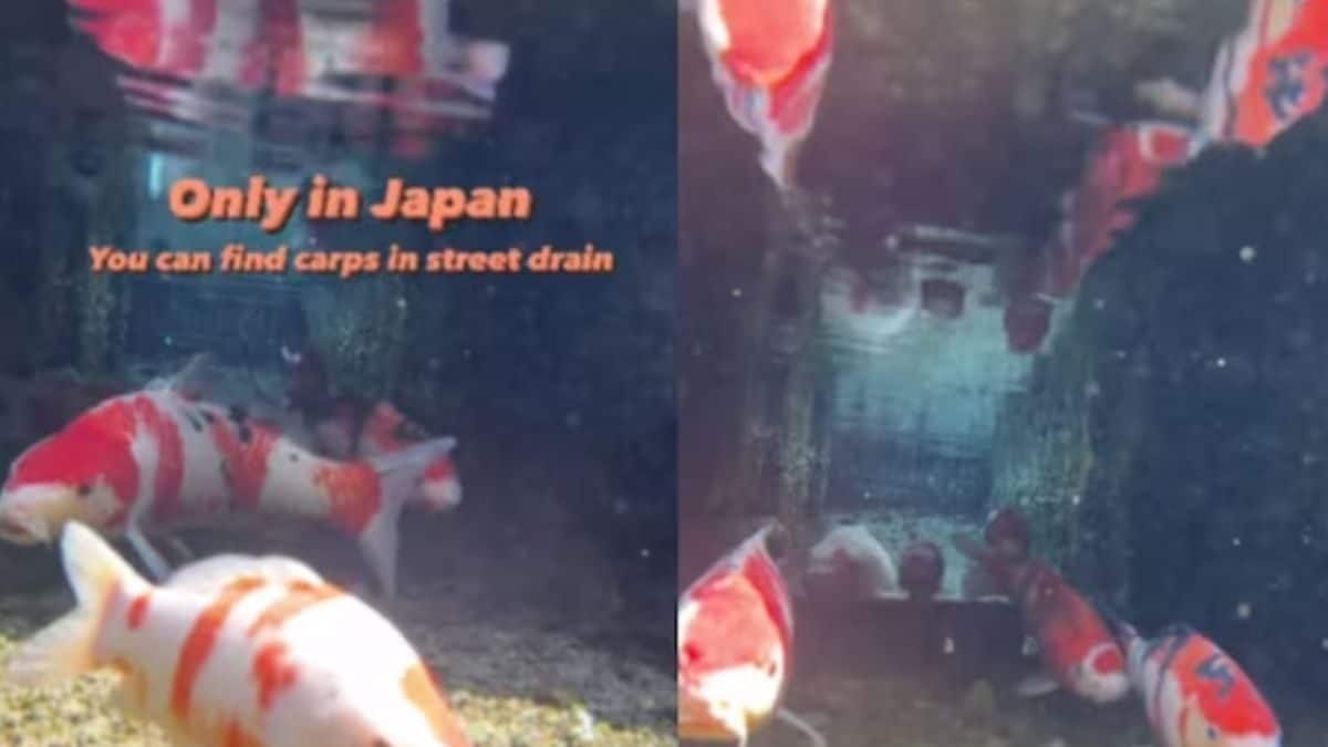 Watch: Clean Drains In This Japanese City Resemble An Aquarium With Fish In Them – News18