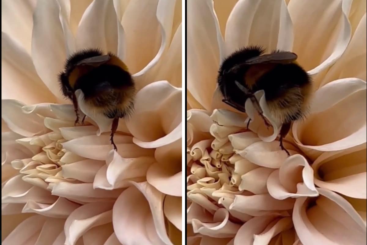 This Video Of Bee Taking Peaceful Nap Sets Mood For Weekend - News18