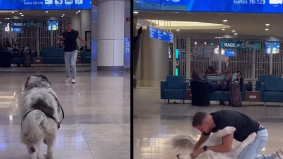 Dog Reunites With Owner After 1 Year, Video Will Bring Tears To Your ...