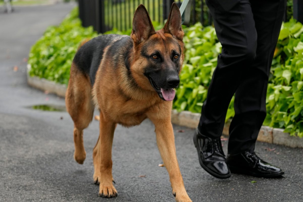 Commander, US Prez Biden’s Dog, Bites Another Secret Service Agent. 11 Incidents Reported So Far