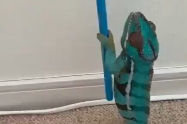 Why Does A Chameleon Change Colour? This Video Has Your Answer - News18