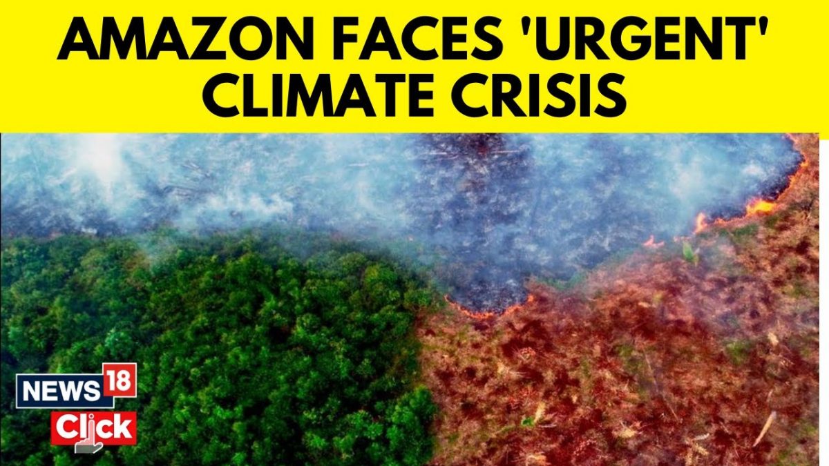 Amazon Climate Crisis | Amazon Rainforests Faces Severe Drought And ...