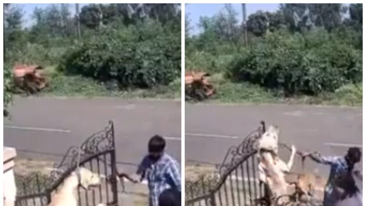 Bhopal: In Shocking Video, Trainers Seen Hanging, Choking Dog To Death On Gate | Horror Caught on CCTV - Vimarsana News
