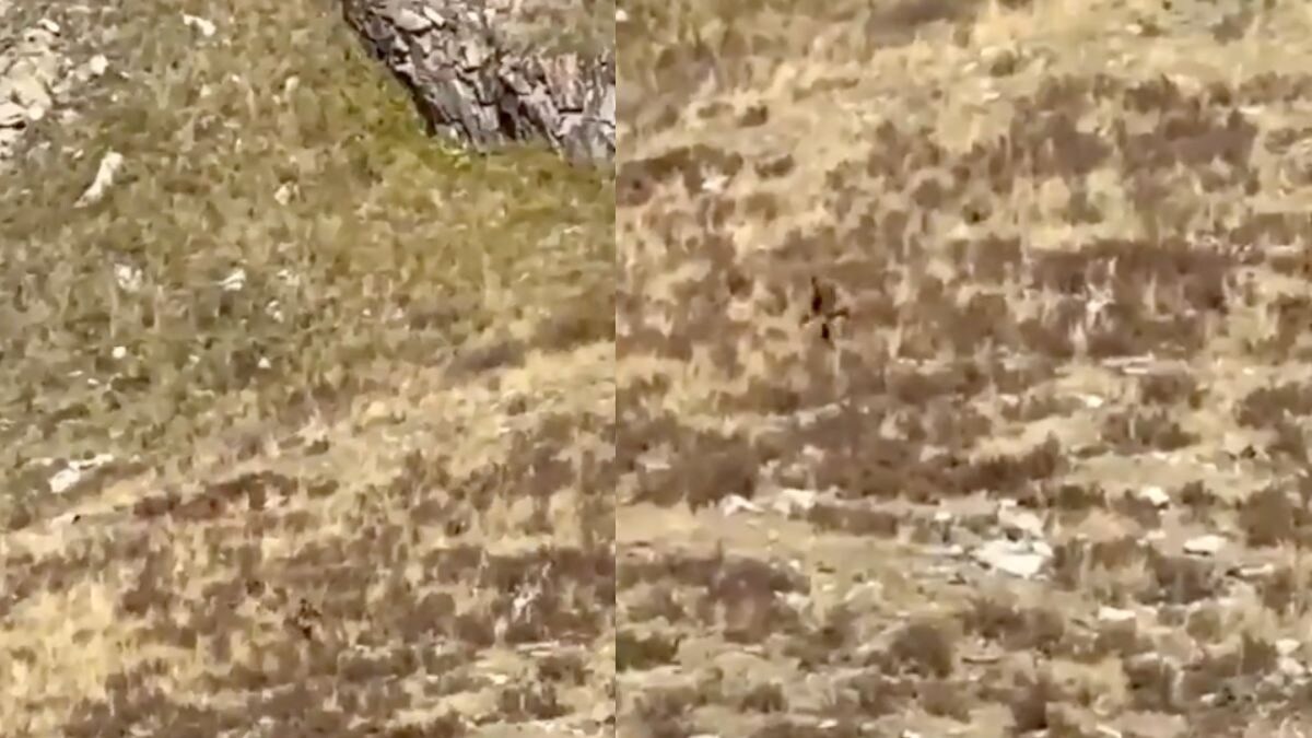 Bigfoot Spotted in Colorado? Viral Video Captures Bizarre Creature