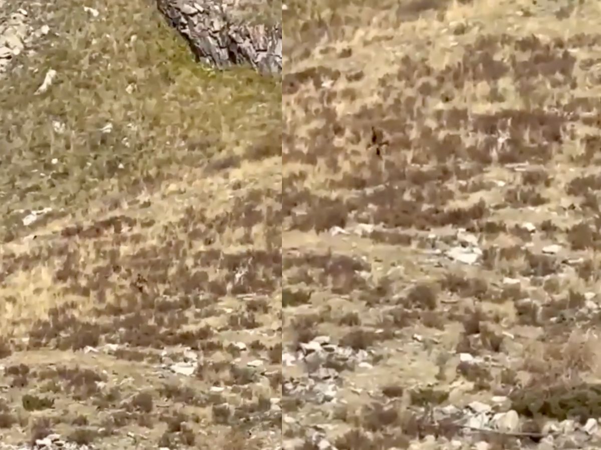 Bigfoot' caught on camera in Colorado mountains, couple claims