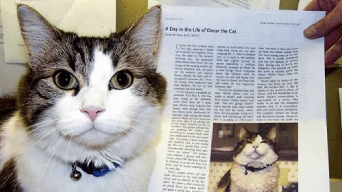 Meet Oscar The Therapy Cat Who Could Predict Death And Provide Comfort to Patients - Vimarsana News