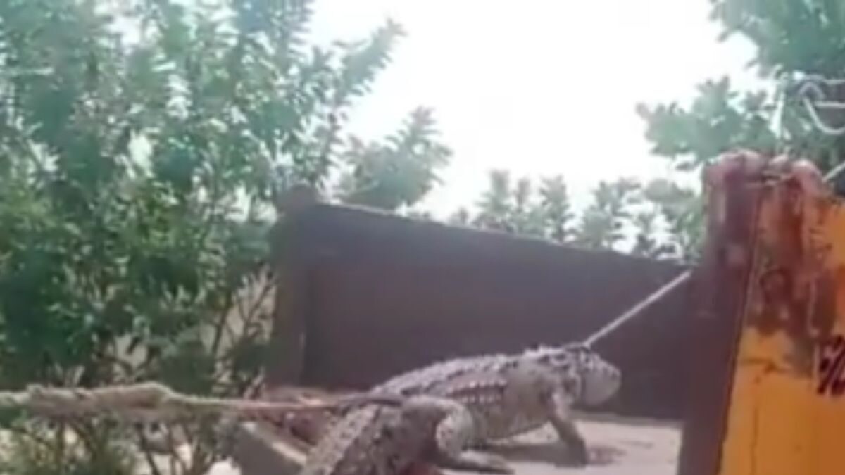 WATCH | Karnataka Farmers Reach Power Station With Crocodile to Protest Electricity Crisis - Vimarsana News