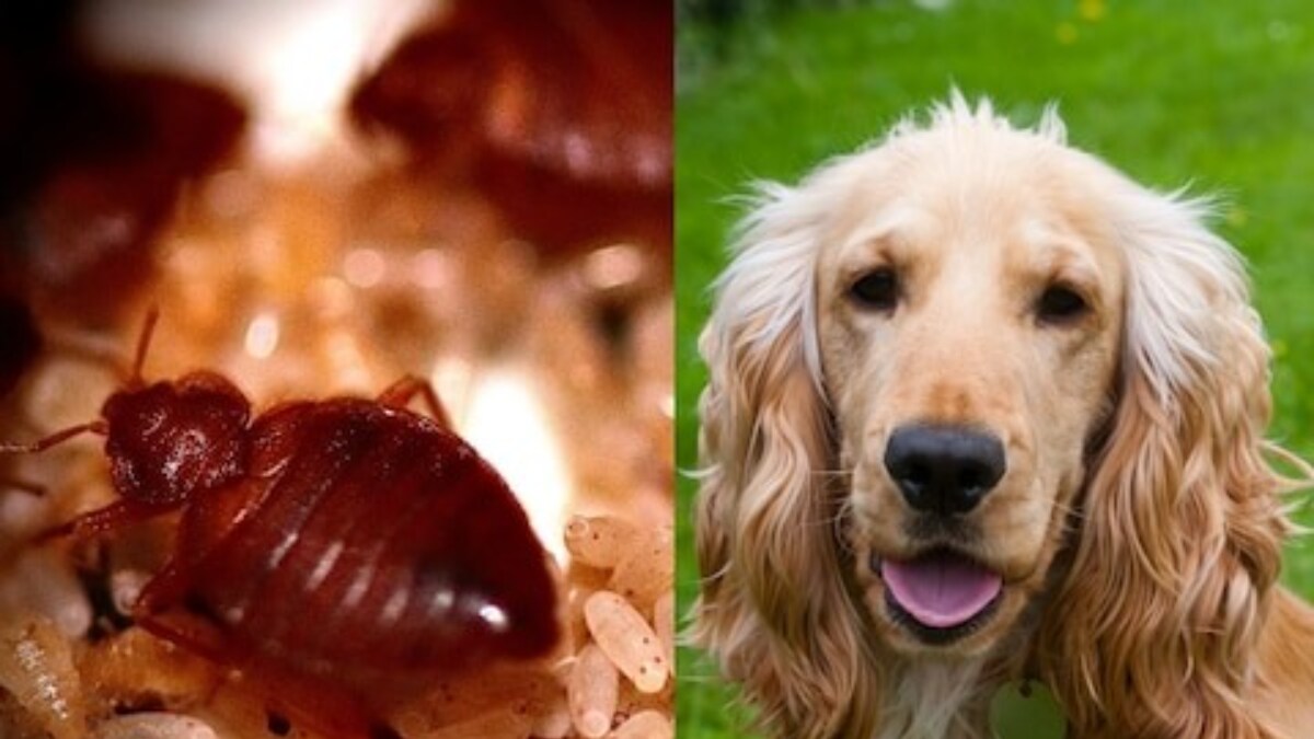 As Bed Bug Infestation Creates Havoc In UK, These Speciallytrained