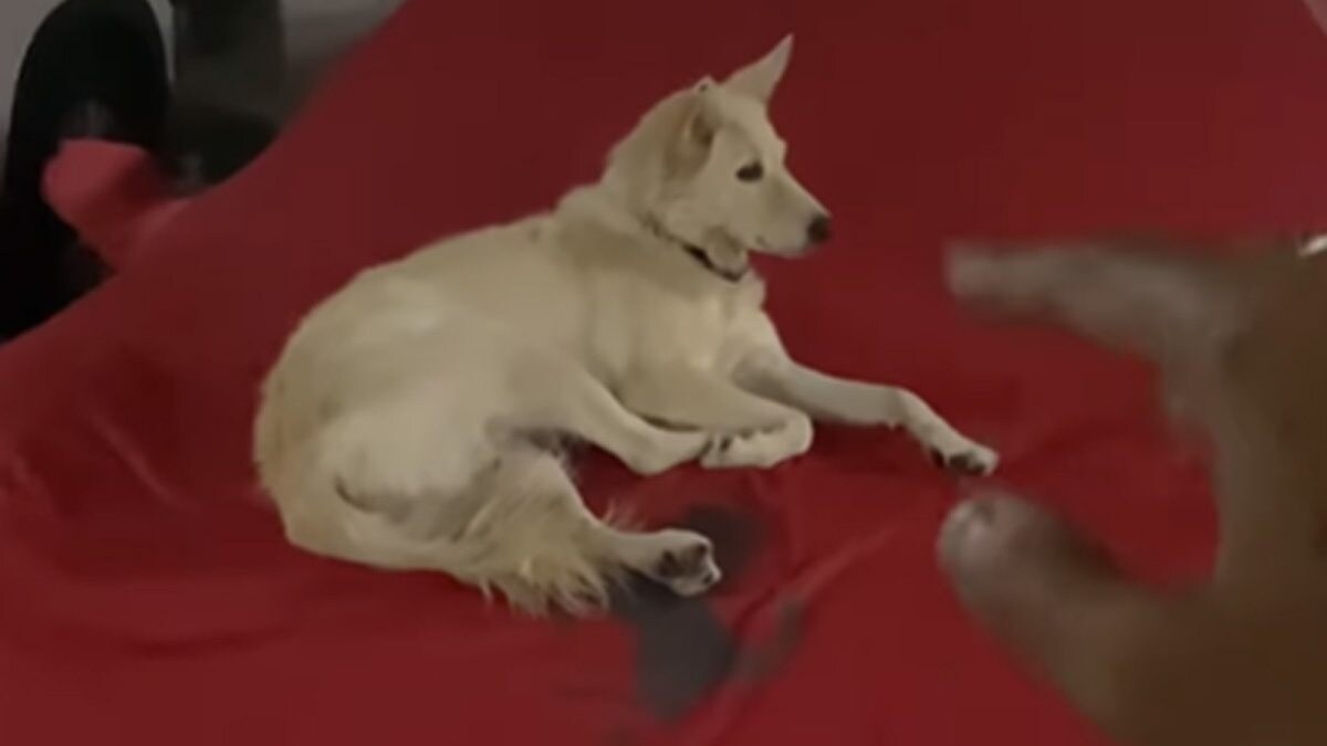 Hyderabad Man Allows Stray Dog To Sleep On His Ferrari, Internet Says 'He's Rich By Heart' - Vimarsana News