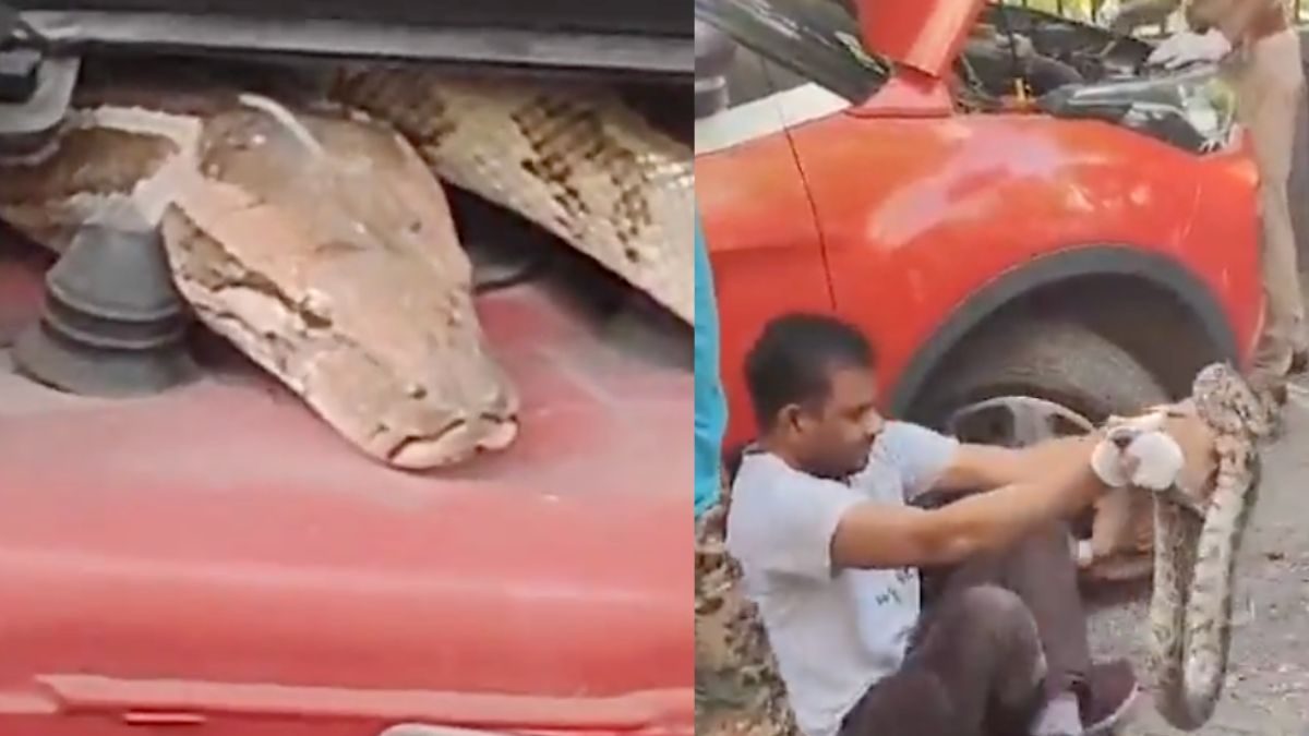 Delhi Man Discovers 6-feet-long Python Stuck in Car Engine, Scary Video ...