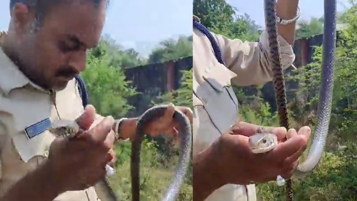 Mp Cop Saves Unconscious Snake By Performing Cpr In Viral Video, Gets 