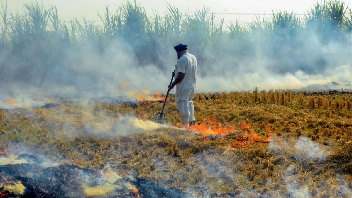 « Pourquoi les agriculteurs sont-ils rendus méchants ? » : SC viole le gouvernement du Pendjab à cause du brûlage des chaumes, dit s’inspirer de l’Haryana