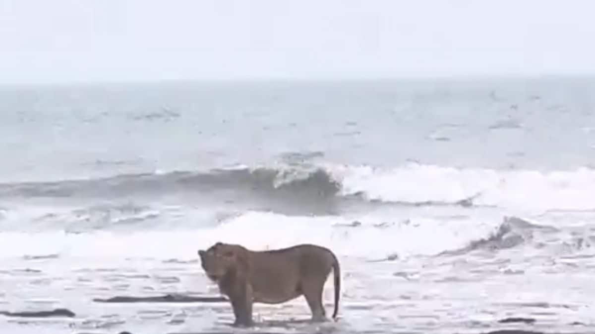 Why Should Humans Have All The Fun? Watch This Lion Enjoying His Time On A  Beach - News18