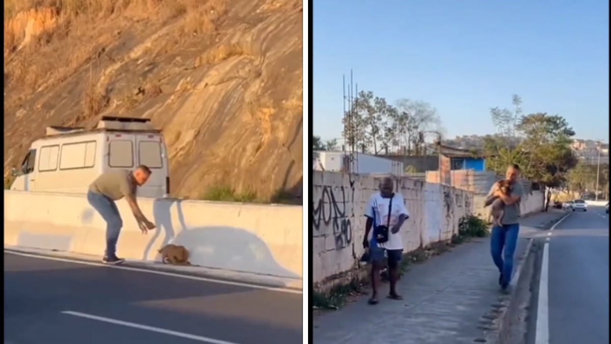 Watch: Man Risks His Life To Rescue Dog Stranded In Heavy Traffic ...