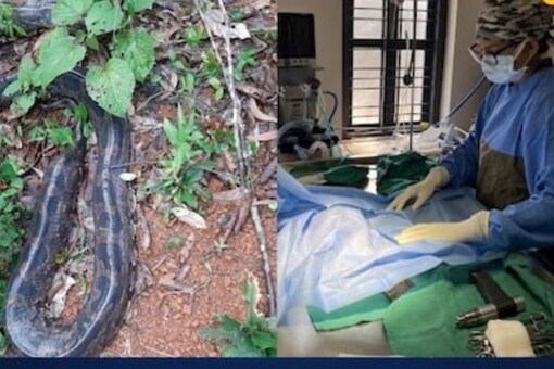 In A Rare Medical Case, Python Undergoes 3-hour Surgery For ...