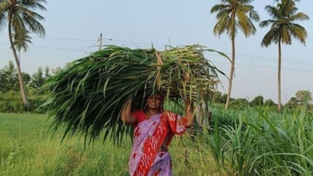 How This Tamil Nadu Farmer Is Making Profit With Fodder Cultivation ...