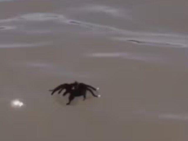 Video Of Tarantula Spider Walking On Water Leaves Internet Shocked News18