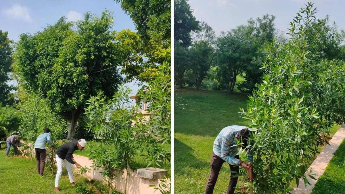 Why Gujarat Youth Is Being Praised Despite Uprooting 103 Conocarpus Trees From This Village – News18 Why Gujarat Youth Is Being Praised Despite Uprooting 103 Conocarpus Trees From This Village – News18