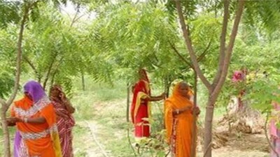 Every Time A Girl Child Is Born, This Village In Rajasthan Plants 111 ...