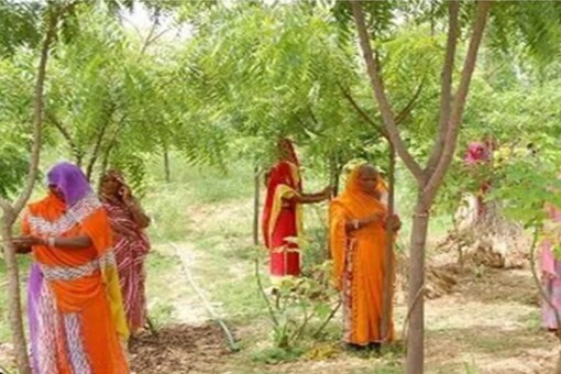 Every Time A Girl Child Is Born, This Village In Rajasthan Plants 111 ...