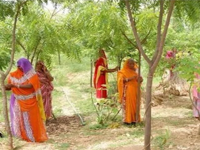 Every Time A Girl Child Is Born, This Village In Rajasthan Plants 111 ...