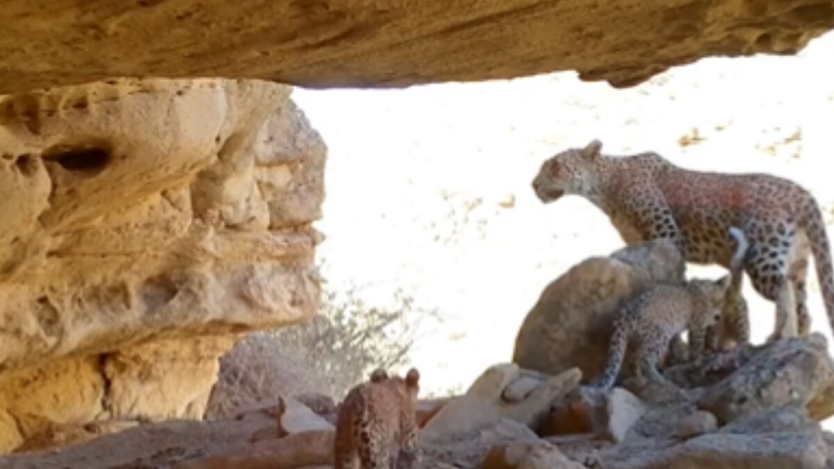 Trap Camera Captures Rare Persian Leopard Family; Don't Miss Adorable Cub's Voice - Vimarsana News