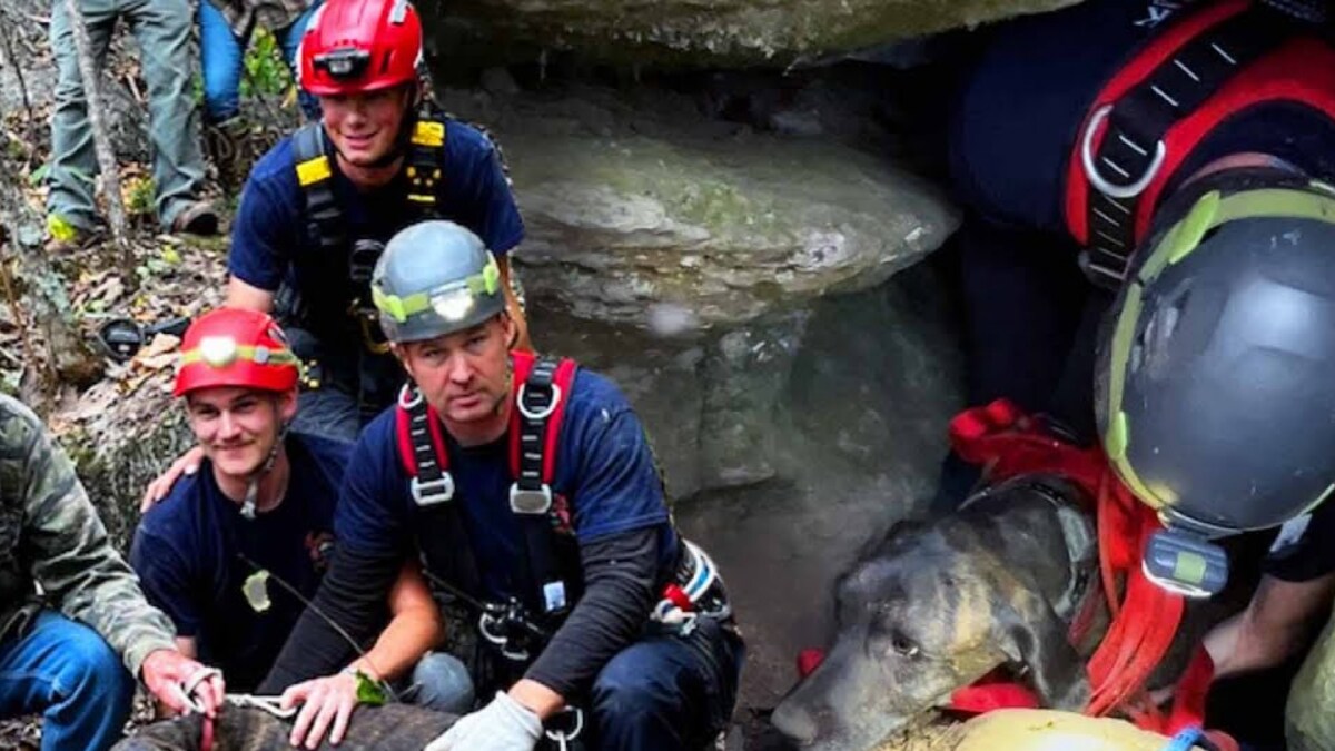 Firefighters Risk Lives To Rescue Dog Trapped In A Cave With Bear For 3 Days - Vimarsana News