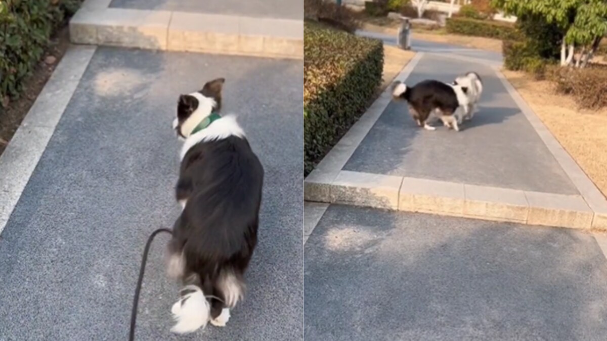 Want To Fall In Love Again With Border Collies And Huskies? This Clip Is For You - Vimarsana News