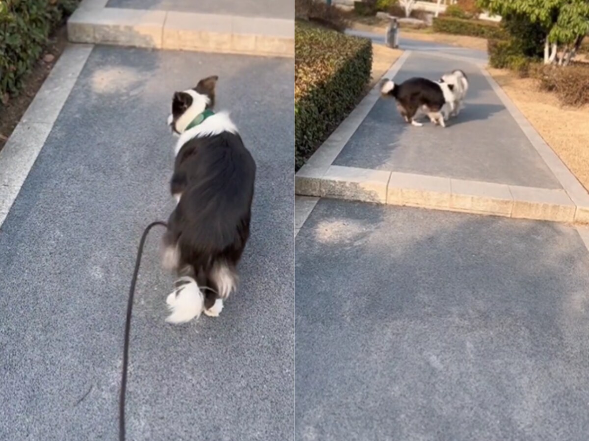 Border Collie - Sidewalk Dog