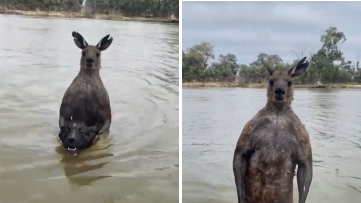 Martial Art Enthusiast Fights 'Massive' Kangaroo Trying To Drown His