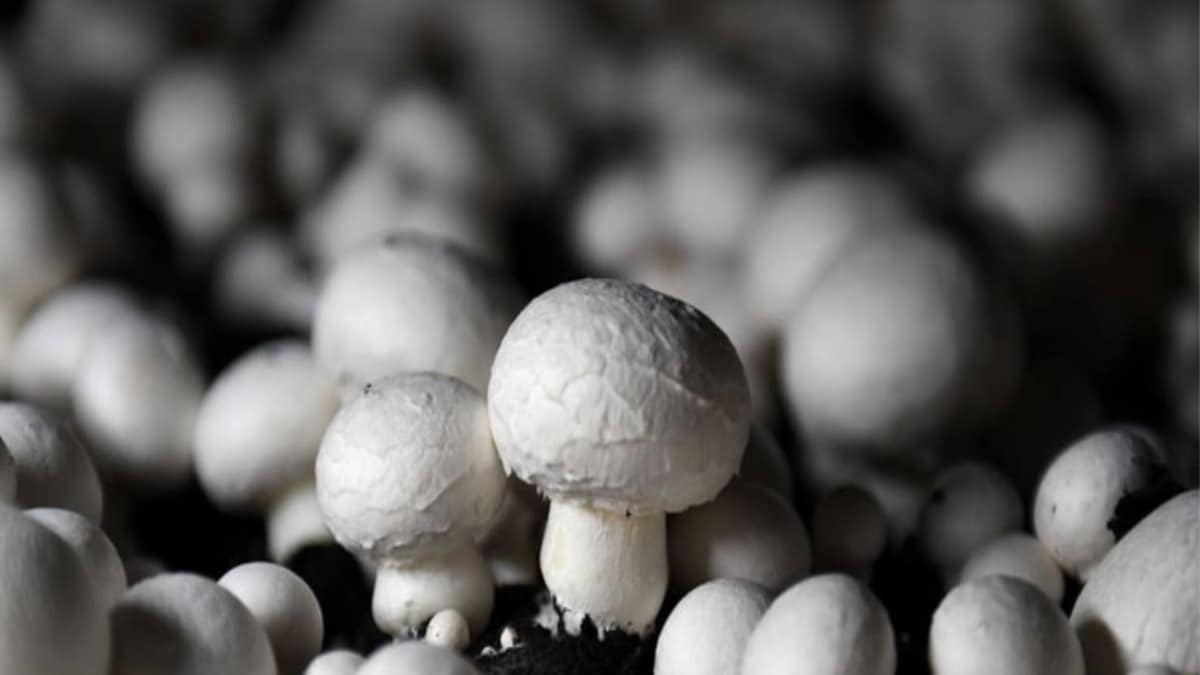 Misteri tepung jamur yang mematikan: Bagaimana tiga nyawa tewas di Australia?