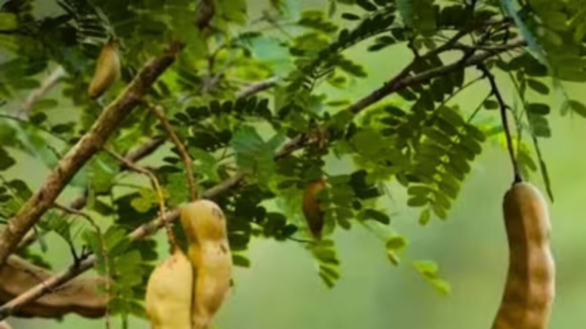 Curing Diabetes To Anaemia, 6 Health Benefits Of Tamarind And Spinach