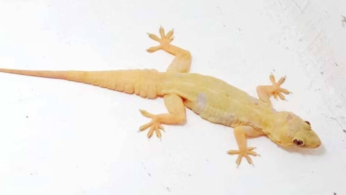 Scared Of House Lizards? Know What To Do If They Bite You News18