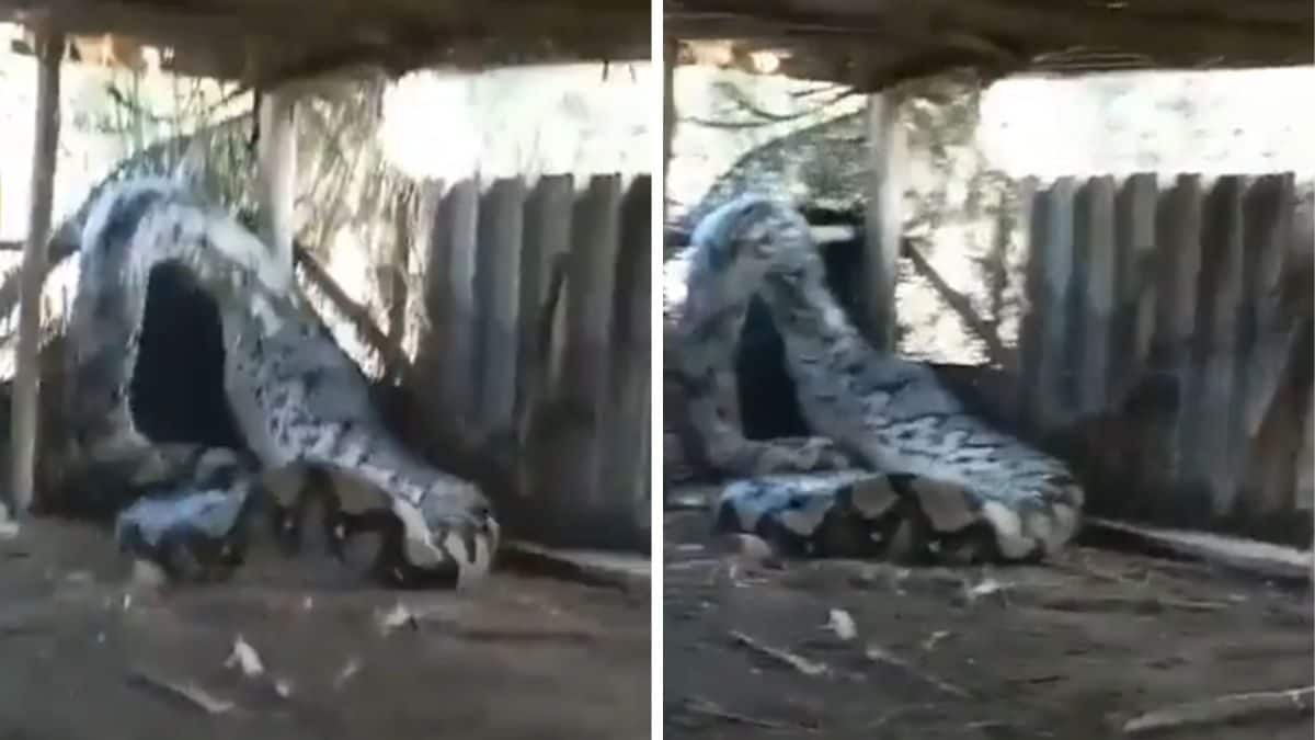 Giant Python, Tied To A Rope, Tries To Escape After Eating Heavy Meal – News18